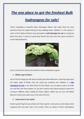 The one place to get the freshest Bulk hydrangeas for sale!.pdf